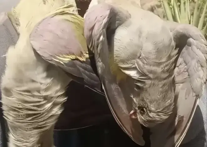 من أفريقيا إلى طبق طعام بالضالع!تفاصيل صادمة عن اصطياد طائر نادر في اليمن