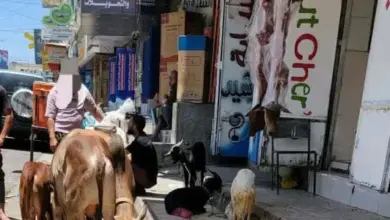 هذا ما يفعله تجار اللحوم في شوارعنا.. استغاثة أهالي تعز تفضح تقاعس الجهات الرقابية.