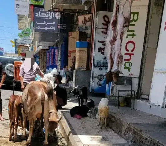 هذا ما يفعله تجار اللحوم في شوارعنا.. استغاثة أهالي تعز تفضح تقاعس الجهات الرقابية.