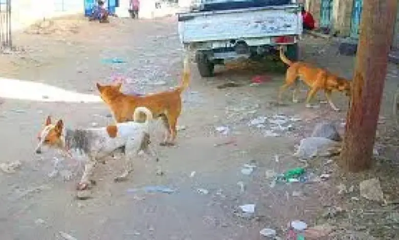 ارشيفية