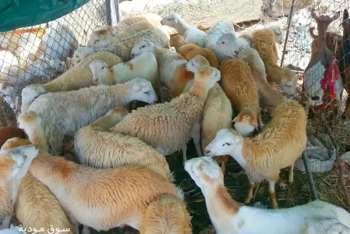 إقبال متزايد على أسواق أبين لشراء الأضاحي مع اقتراب العيد