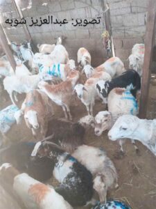 ارتفاع حاد في أسعار أضاحي العيد بالسوق المركزي بعدن