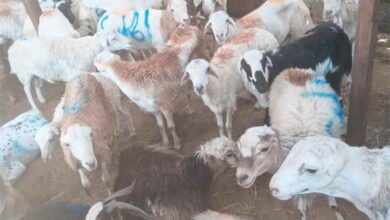 ارتفاع حاد في أسعار أضاحي العيد بالسوق المركزي بعدن