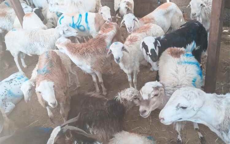 ارتفاع حاد في أسعار أضاحي العيد بالسوق المركزي بعدن