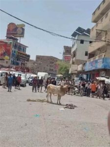 ثور هائج يبث الرعب في تعز والأطفال والنساء يلوذون بالمحال التجارية