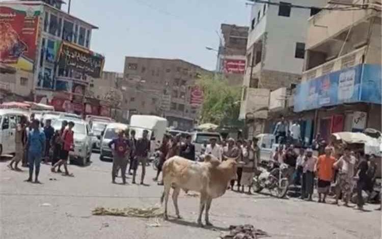 ثور هائج يبث الرعب في تعز والأطفال والنساء يلوذون بالمحال التجارية