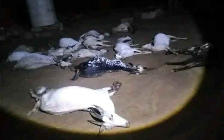 صاعقة رعدية تتسبب في نفوق 16 رأساً من الأغنام في حجة