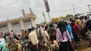 بيع الأغنام