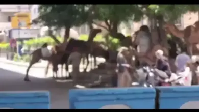 موجة غضب شعبي وبيئي في صنعاء بعد تقطيع أشجار الشوارع علفًا للجمال