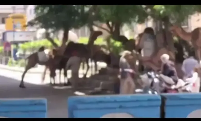 موجة غضب شعبي وبيئي في صنعاء بعد تقطيع أشجار الشوارع علفًا للجمال