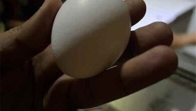 نظام الطيبات يضرب سوق الدجاج والبيض في عدن
