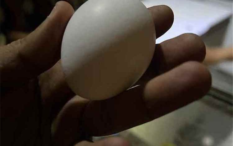 نظام الطيبات يضرب سوق الدجاج والبيض في عدن