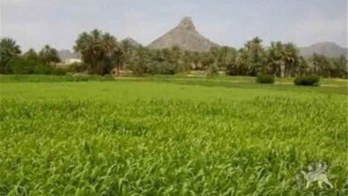 بيحان تحتفل بزفاف أكثر من ألف شاب وشابة خلال أيام عيد الأضحى
