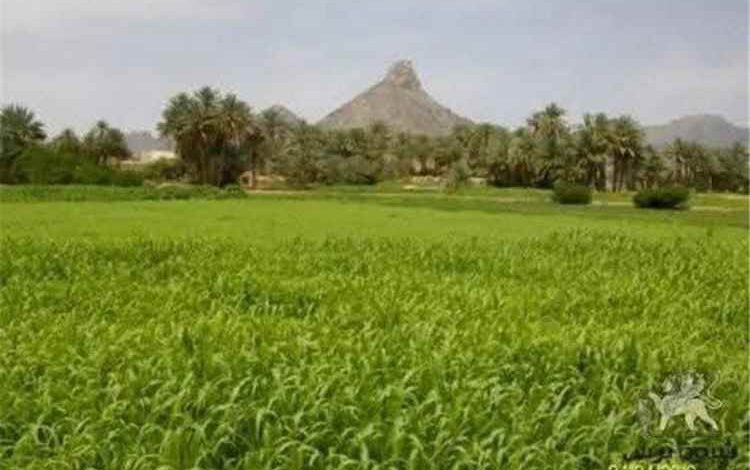 بيحان تحتفل بزفاف أكثر من ألف شاب وشابة خلال أيام عيد الأضحى