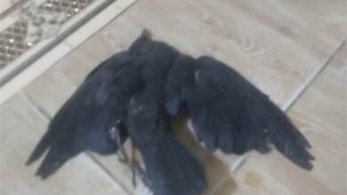 توسع المشاركة الشعبية في حملات الحد من انتشار الغربان بعدن