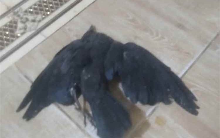 توسع المشاركة الشعبية في حملات الحد من انتشار الغربان بعدن
