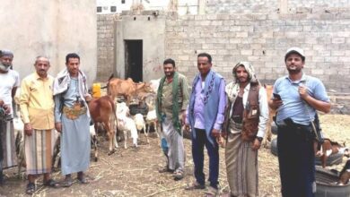 جماعة الحوثي تفرض رسومًا جديدة على مربي المواشي وأصحاب الحظائر في ريمة وإب