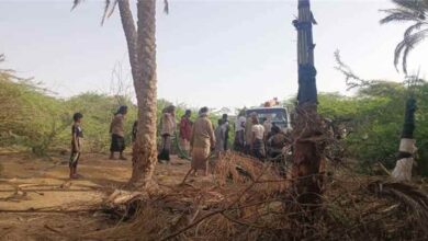 حريق واسع يلتهم عشرات أشجار النخيل ومنازل سكنية في رضوم بشبوة