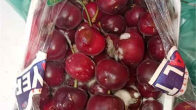 ضبط وإتلاف كميات كرز فاسدة بمديرية الشحر استجابة لبلاغ مواطن