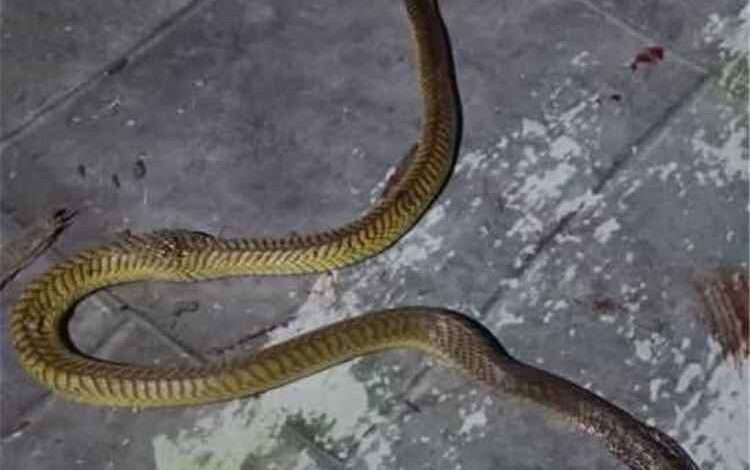 كوبرا عربية" بطول 3 أمتار تثير الذعر في الأزارق.. ومواطن يقضي عليها بعد نفوق مواشٍ