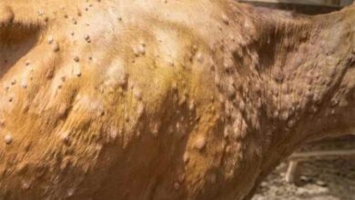 نفوق أكثر من 100 بقرة بالمحويت جراء وباء جلدي وسط شكاوى من غياب المعالجات