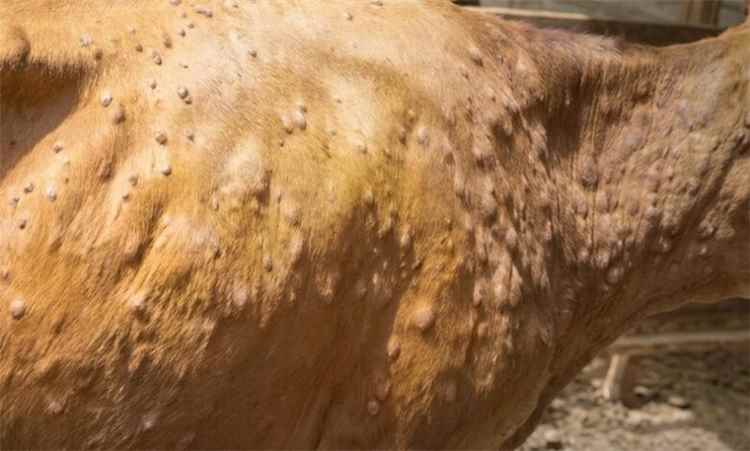 نفوق أكثر من 100 بقرة بالمحويت جراء وباء جلدي وسط شكاوى من غياب المعالجات