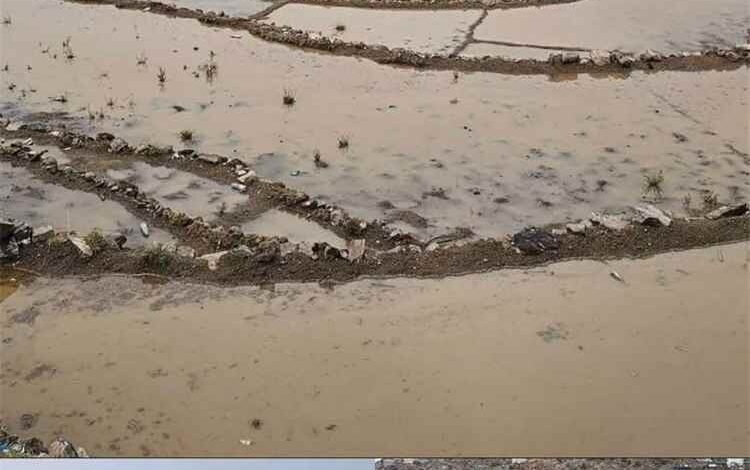 أمطار مباركة تهطل على عدد من مناطق يافع