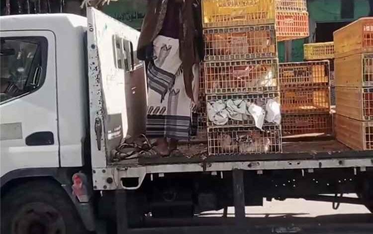 تجار الدجاج يناشدون المستهلكين :“ الدجاجة بنصف سعرها والطبق بربع سعره