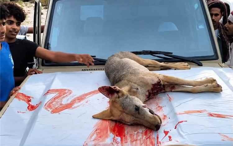 حضرموت.. الأهالي يقضون على ذئب مفترس بعد سلسلة هجمات على السكان