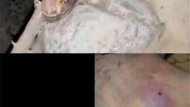 حيوان مفترس يهاجم المواطنين في عسد الجبل بحضرموت ويوقع 12 اصابة بينهم نساء واطفال (صورة)