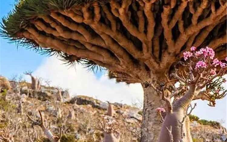 شرطة سقطرى تضبط متهماً بقضية الحريق العمد وتحيله إلى النيابة