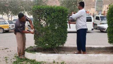 فريق التشجير بوحدة النظافة والتحسين بمديرية القطن ينفذ أعمال تقليم الأشجار في الشارع الرئيسي