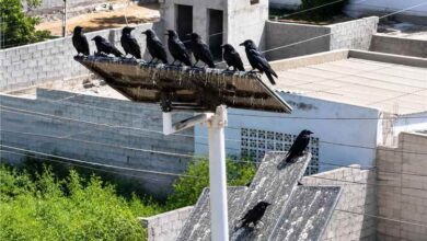 مبادرة مكافحة الغربان تعلن إطلاق حملة خيرية بشروط موحدة للمشاركين في عدن
