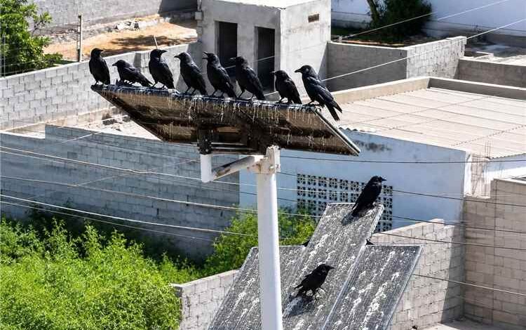 مبادرة مكافحة الغربان تعلن إطلاق حملة خيرية بشروط موحدة للمشاركين في عدن