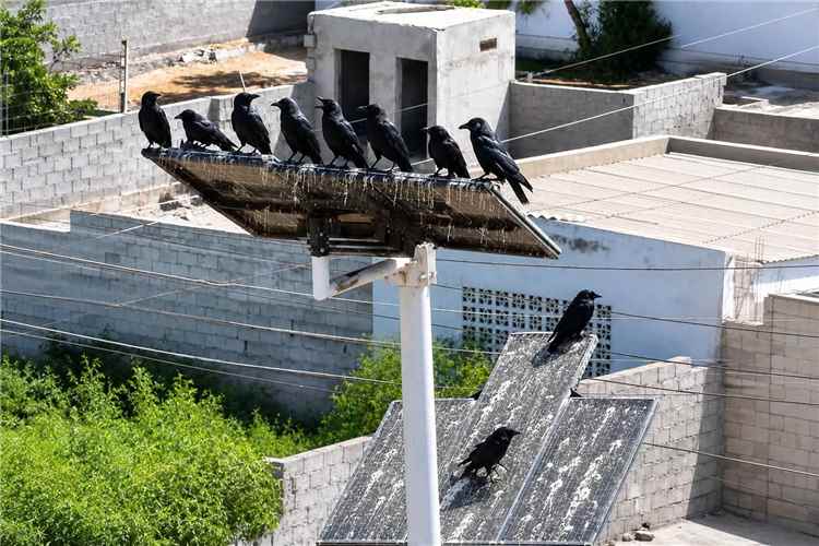 مبادرة مكافحة الغربان تعلن إطلاق حملة خيرية بشروط موحدة للمشاركين في عدن