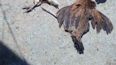 مرض غامض يهدد الثروة الداجنة في وادي الفقير بالمسيمير.. والأهالي يناشدون تدخلاً عاجلاً لكشف أسبابه ووقف انتشاره