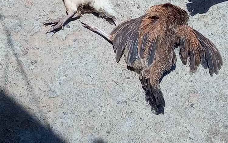 مرض غامض يهدد الثروة الداجنة في وادي الفقير بالمسيمير.. والأهالي يناشدون تدخلاً عاجلاً لكشف أسبابه ووقف انتشاره