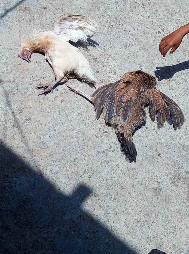 مرض غامض يهدد الثروة الداجنة في وادي الفقير بالمسيمير.. والأهالي يناشدون تدخلاً عاجلاً لكشف أسبابه ووقف انتشاره