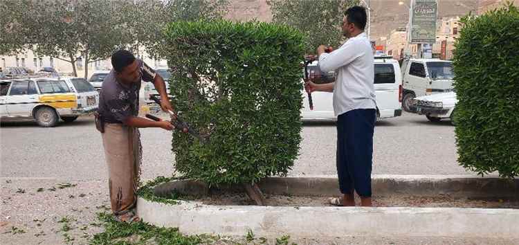 وحدة النظافة والتحسين بالقطن تنفذ أعمال تقليم الأشجار بالشارع الرئيسي