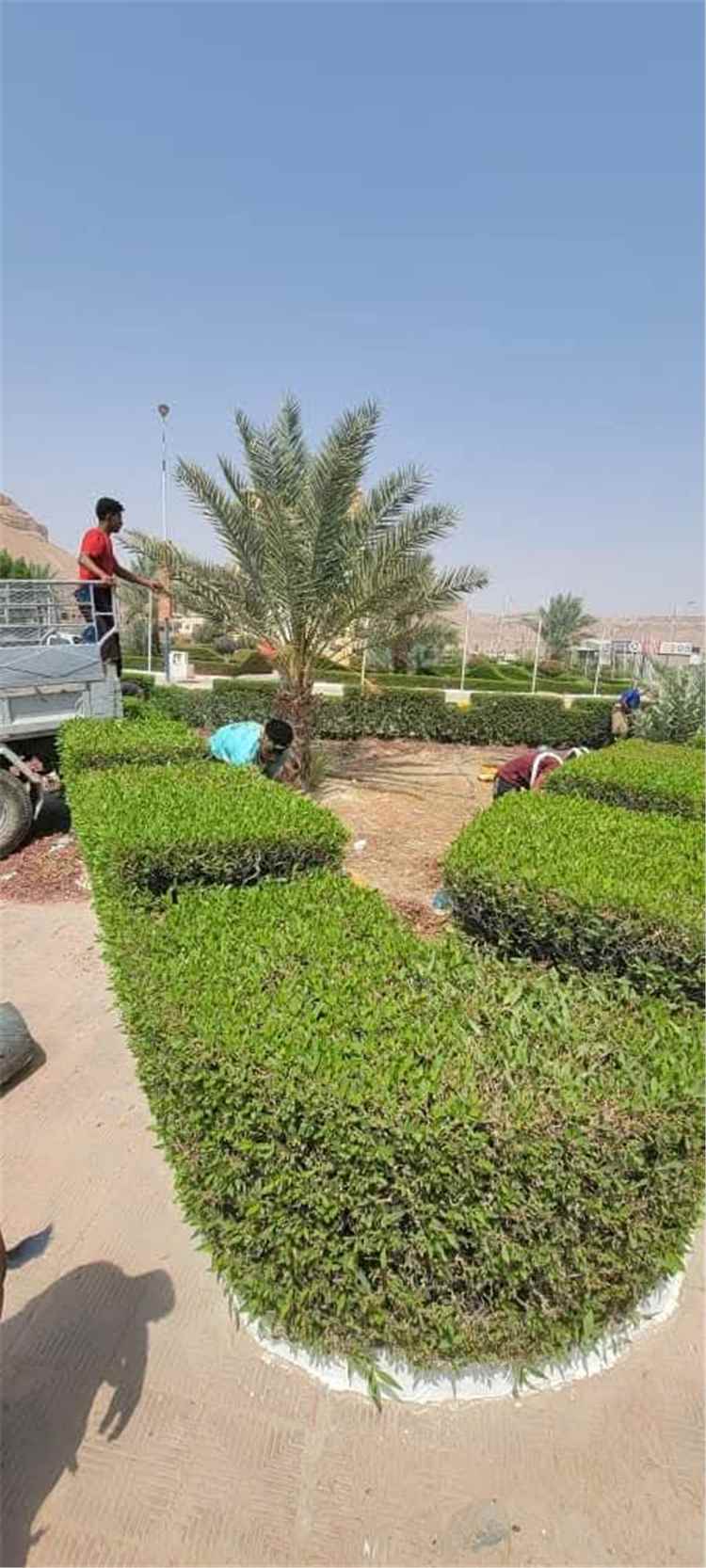 وحدة النظافة والتحسين بمديرية تريم تنفذ حملة نظافة وتحسين بجولة الغرف