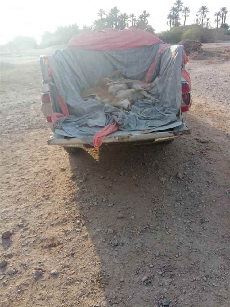 وحدة النظافة والتحسين ومكتب الأشغال العامة والطرق بمديرية القطن ينفذان حملة لمكافحة الكلاب الضالة