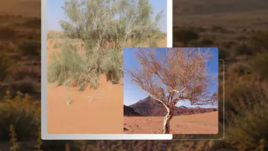 550 نوعاً نباتياً في محمية الملك سلمان الملكية تحمي التوازن البيئي