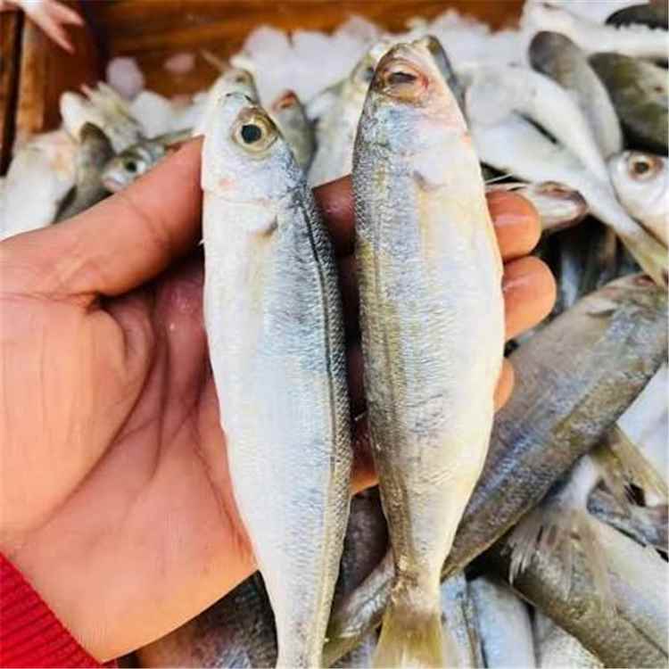 أسعار الأسماك في عدن اليوم الاثنين 3 اغسطس