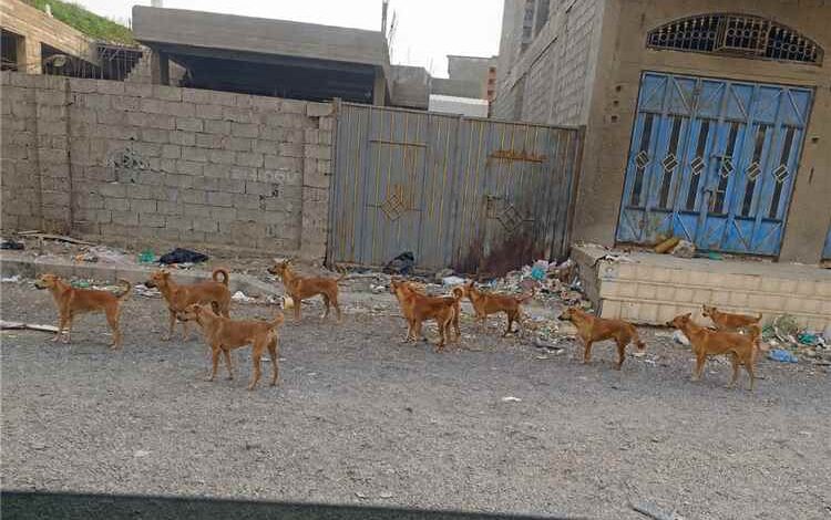 أهالي الحرم الجامعي بمدينة الشعب يناشدون الداؤودي إنهاء معاناتهم مع الكلاب الضالة في الحي