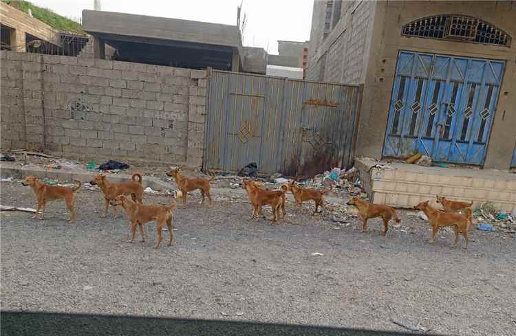 أهالي الحرم الجامعي بمدينة الشعب يناشدون الداؤودي إنهاء معاناتهم مع الكلاب الضالة في الحي