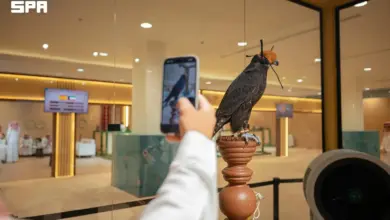 إجراءات تنظيمية متكاملة تعزّز شفافية المزاد الدولي للصقور