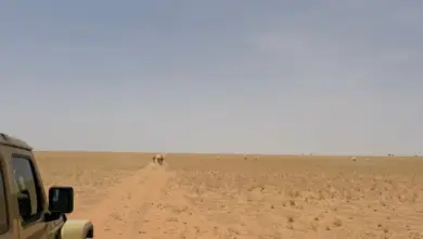 "الأمن البيئي" يضبط مخالفَين: رعي إبل في محمية الملك عبدالعزيز وإشعال نار في حائل