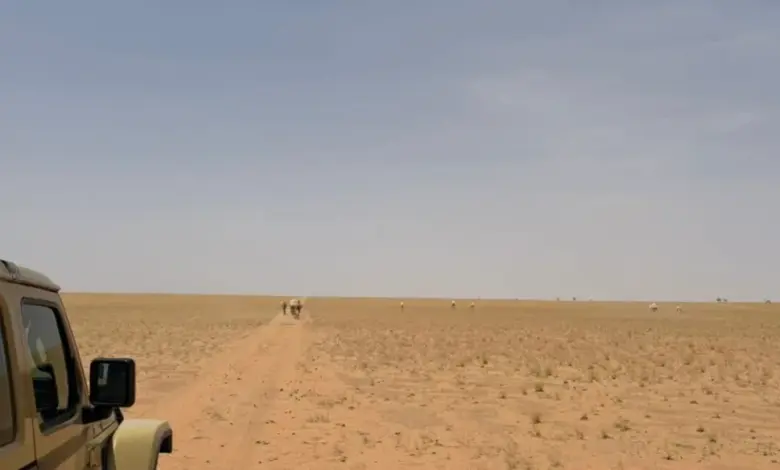 "الأمن البيئي" يضبط مخالفَين: رعي إبل في محمية الملك عبدالعزيز وإشعال نار في حائل