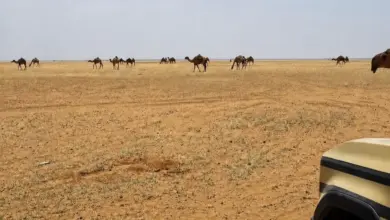 الأمن البيئي يضبط مواطنًا يرعى 80 من الإبل بمحمية ملكية