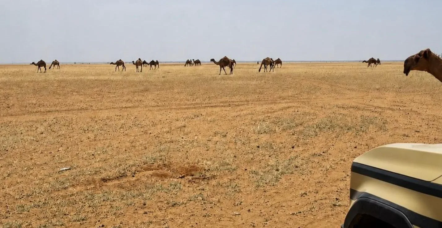 الأمن البيئي يضبط مواطنًا يرعى 80 من الإبل بمحمية ملكية